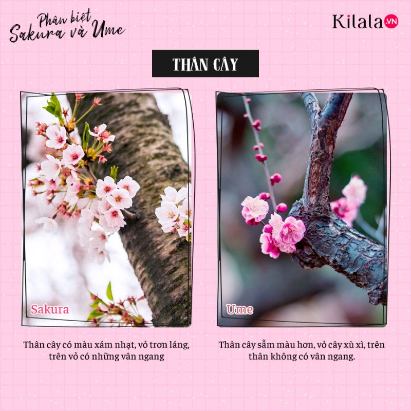 phân biệt sakura và ume